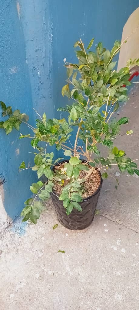 دبیرستان دوره اول حکیم بوعلی
