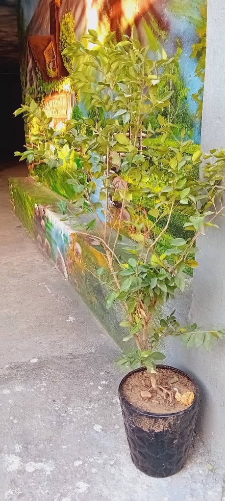 دبیرستان دوره اول حکیم بوعلی